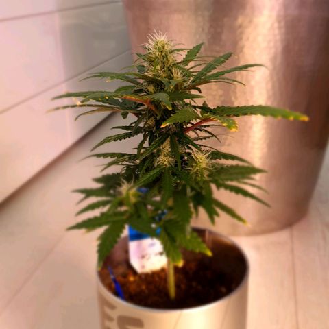 Gocciola growlog timeline photo