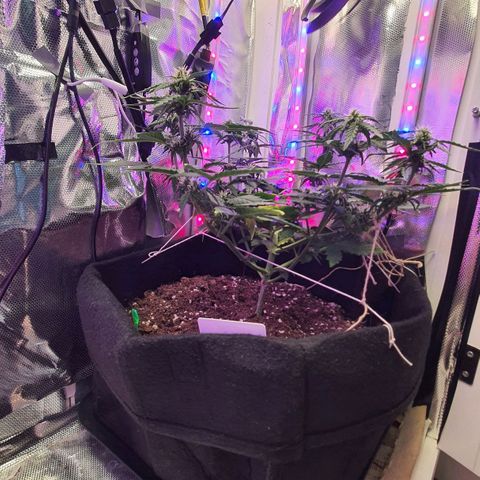 Gocciola growlog timeline photo