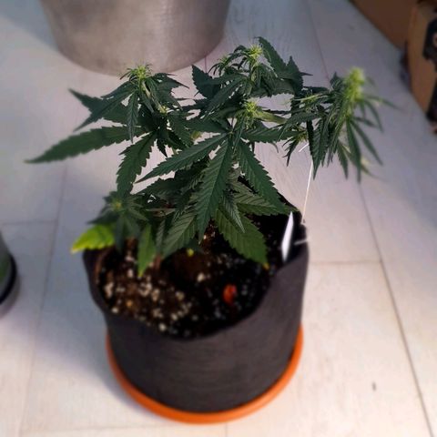 Gocciola growlog timeline photo