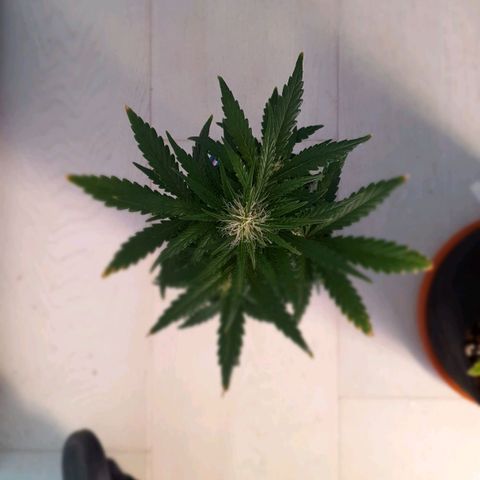 Gocciola growlog timeline photo