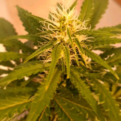 Gocciola growlog timeline photo