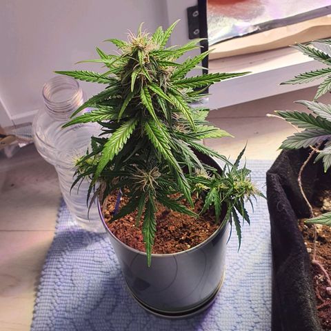 Gocciola growlog timeline photo