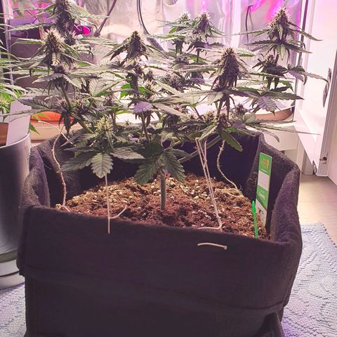Gocciola growlog timeline photo