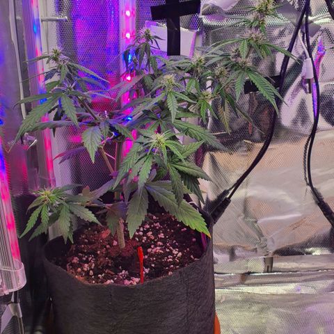 Gocciola growlog timeline photo
