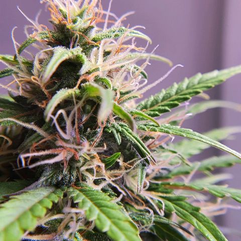 Gocciola growlog timeline photo