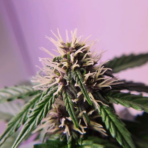 Gocciola growlog timeline photo