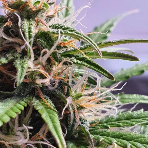 Gocciola growlog timeline photo