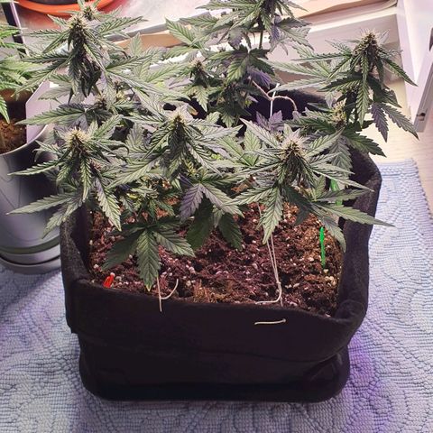 Gocciola growlog timeline photo