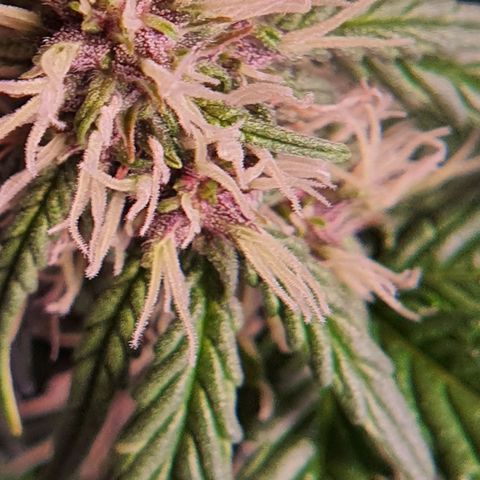 Gocciola growlog timeline photo