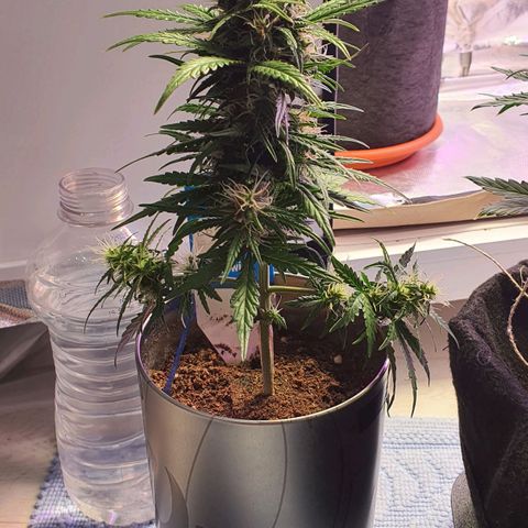 Gocciola growlog timeline photo