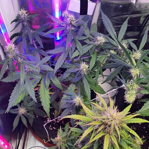 Gocciola growlog timeline photo
