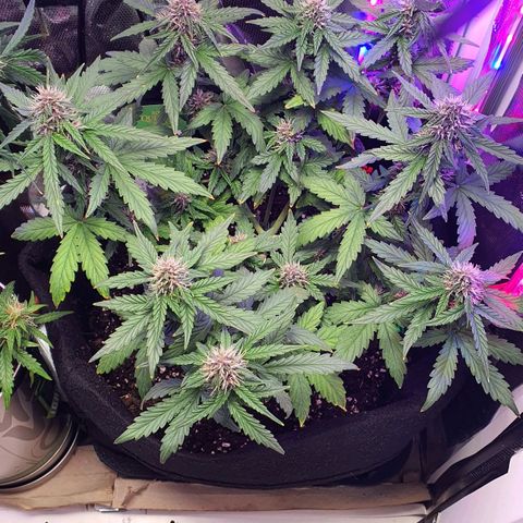 Gocciola growlog timeline photo