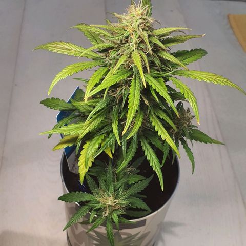 Gocciola growlog timeline photo
