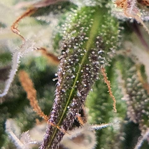 Gocciola growlog timeline photo