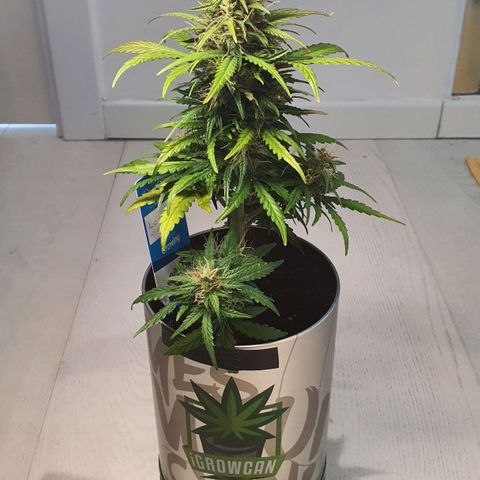 Gocciola growlog timeline photo