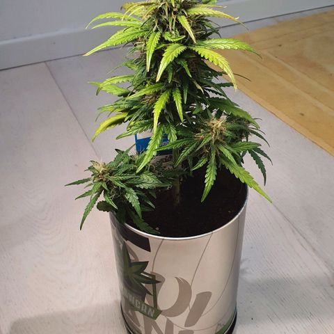 Gocciola growlog timeline photo