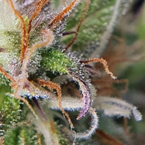 Gocciola growlog timeline photo