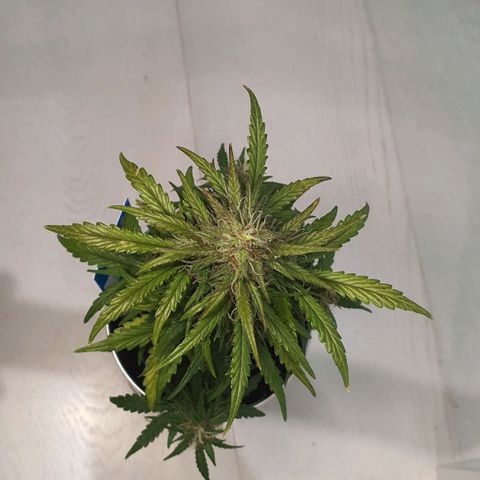 Gocciola growlog timeline photo