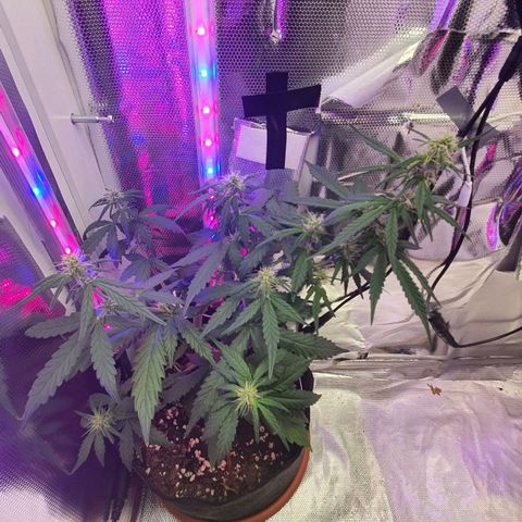 Gocciola growlog timeline photo