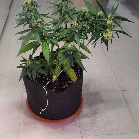 Gocciola growlog timeline photo