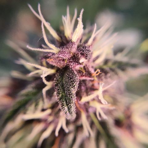 Gocciola growlog timeline photo