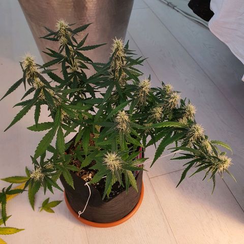 Gocciola growlog timeline photo