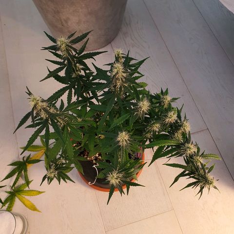 Gocciola growlog timeline photo