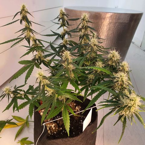 Gocciola growlog timeline photo
