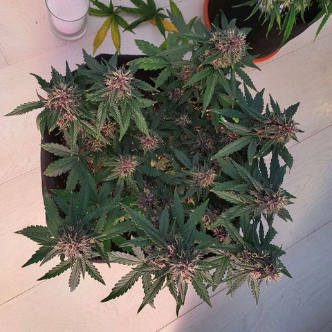 Gocciola growlog timeline photo