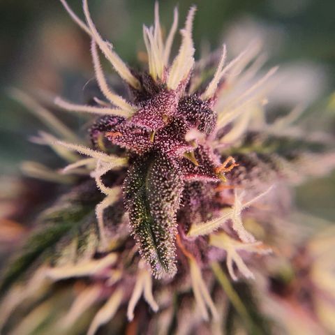 Gocciola growlog timeline photo