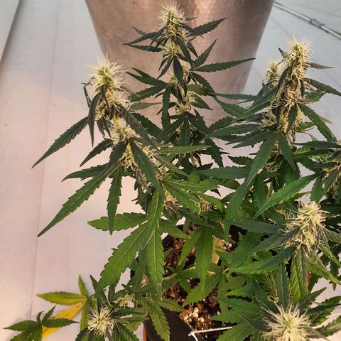 Gocciola growlog timeline photo
