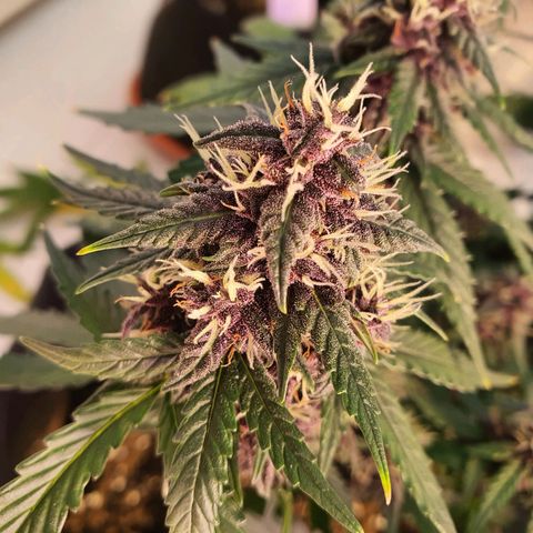 Gocciola growlog timeline photo