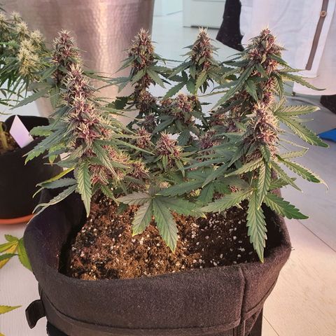 Gocciola growlog timeline photo