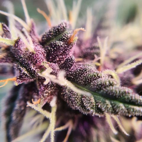Gocciola growlog timeline photo