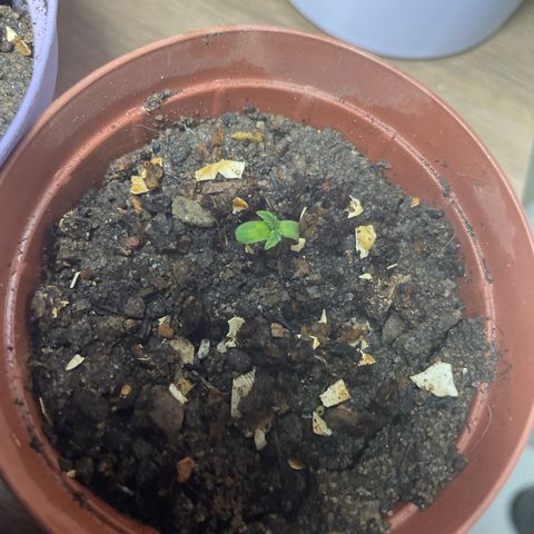 Jack Herer Auto growlog timeline photo