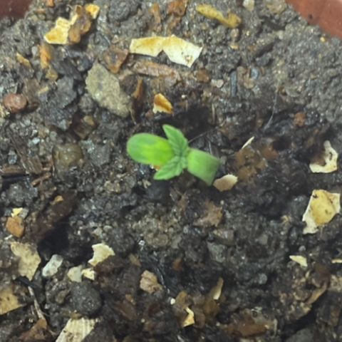 Jack Herer Auto growlog timeline photo