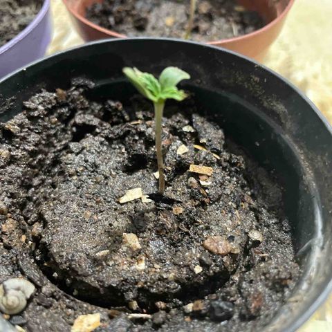 Jack Herer Auto growlog photo: Dia 04/04