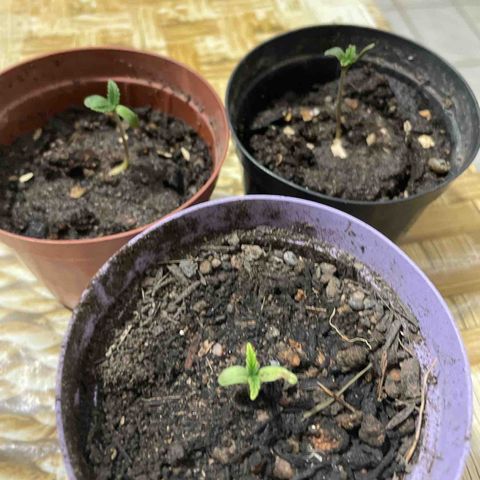 Jack Herer Auto growlog photo: Dia 04/04
