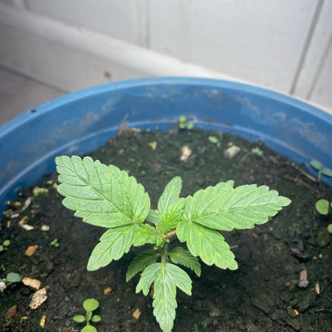 Jack Herer Auto growlog timeline photo