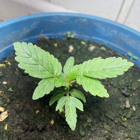 Jack Herer Auto growlog timeline photo