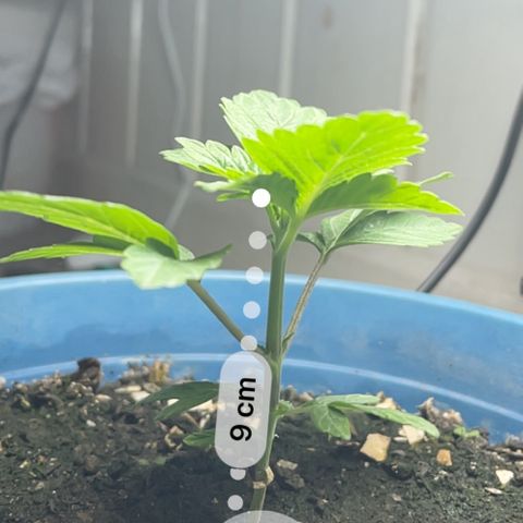 Jack Herer Auto growlog timeline photo