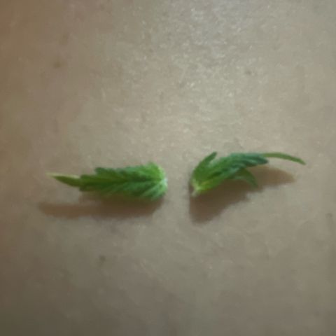 Jack Herer Auto growlog photo: Primeira poda