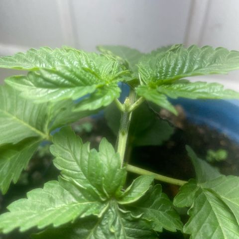 Jack Herer Auto growlog timeline photo