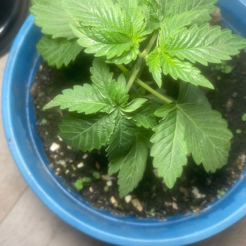 Jack Herer Auto growlog timeline photo