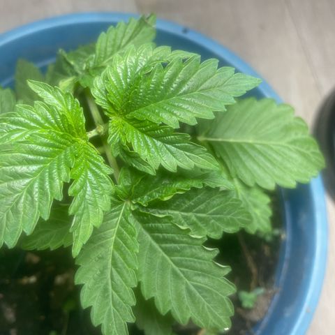 Jack Herer Auto growlog timeline photo