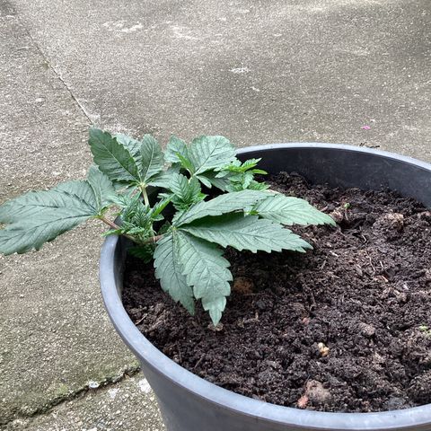 Jack Herer Auto growlog timeline photo
