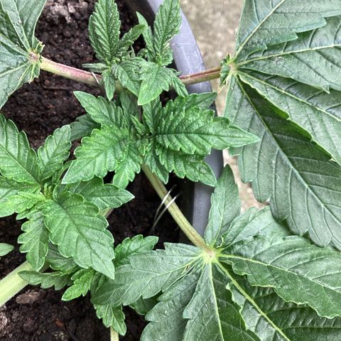 Jack Herer Auto growlog timeline photo