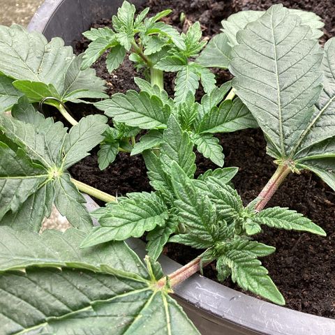 Jack Herer Auto growlog timeline photo