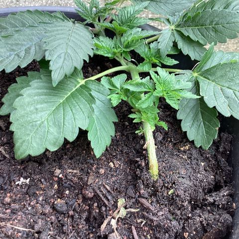 Jack Herer Auto growlog timeline photo