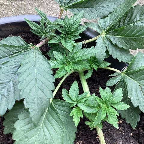 Jack Herer Auto growlog timeline photo